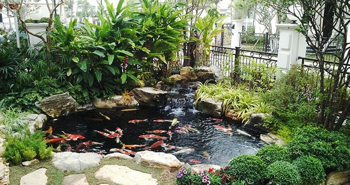 Thi công tiểu cảnh hồ cá koi tại Hà Tĩnh